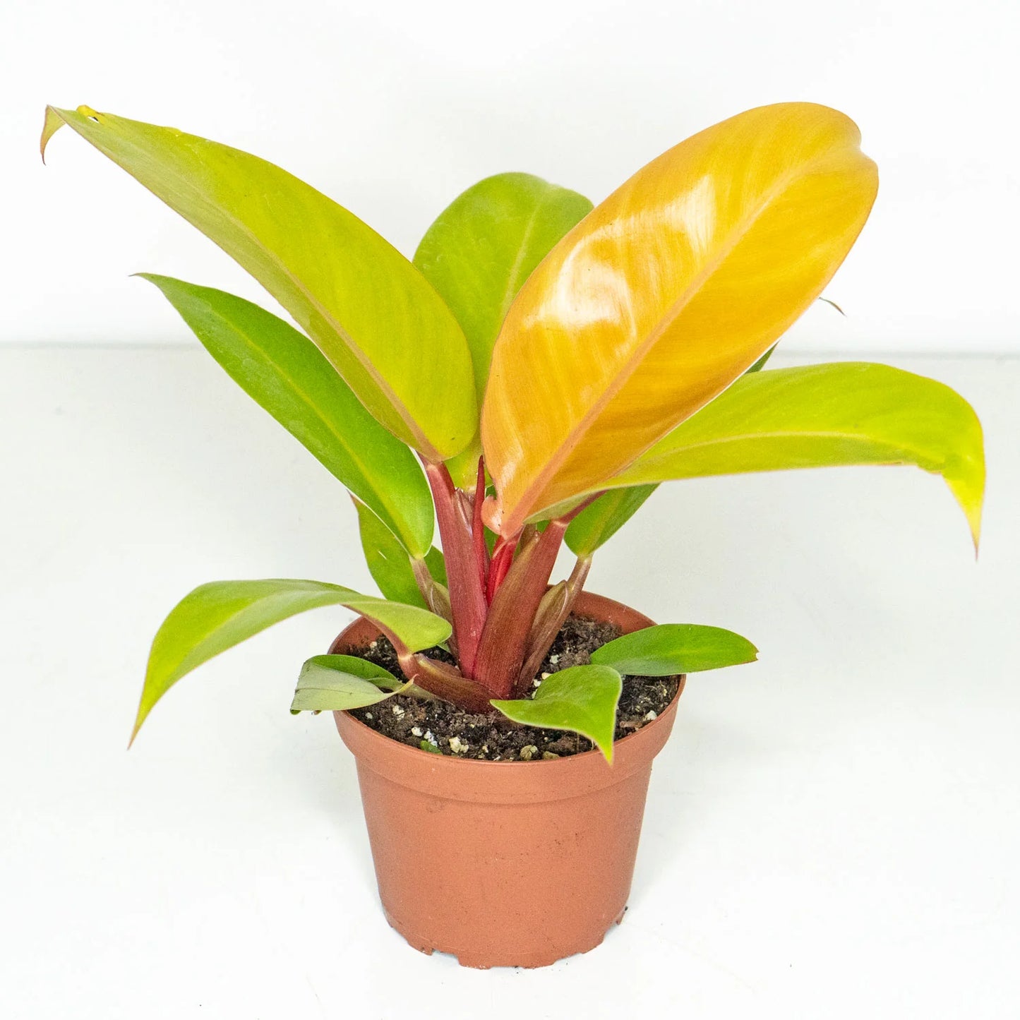 Philodendron Prince of Orange