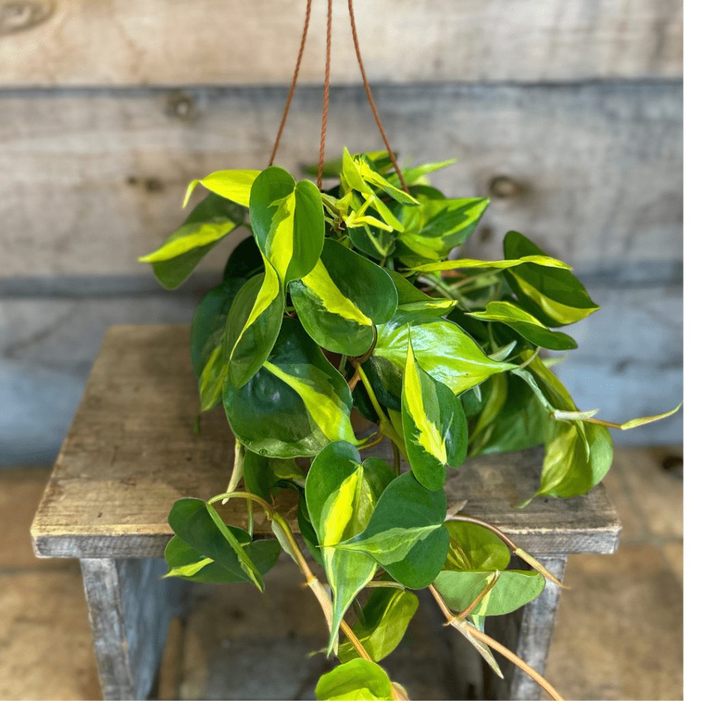 Philodendron Heart Leaf Brasil