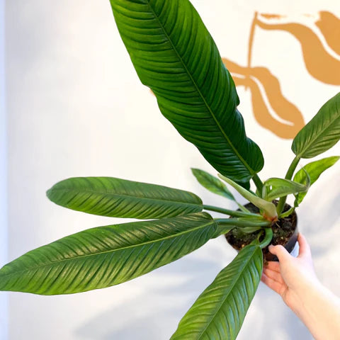 Philodendron Lynette 4"
