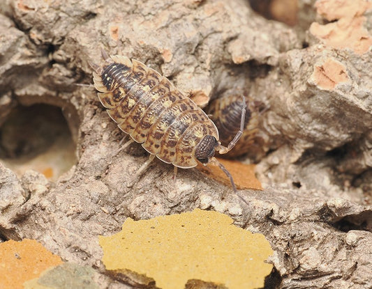 Porcellio Spinicornis