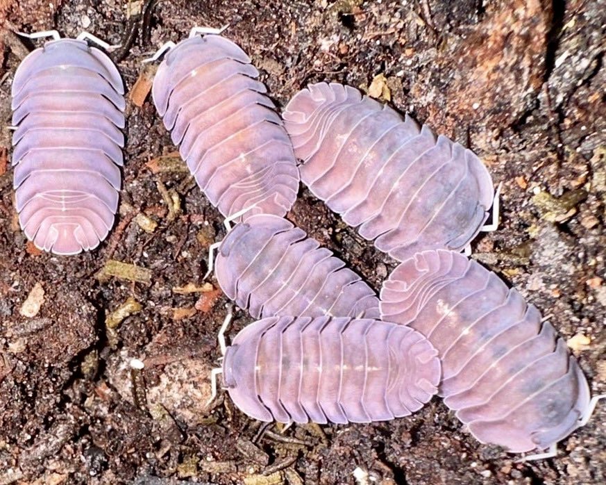 Cubaris Purple Ghost