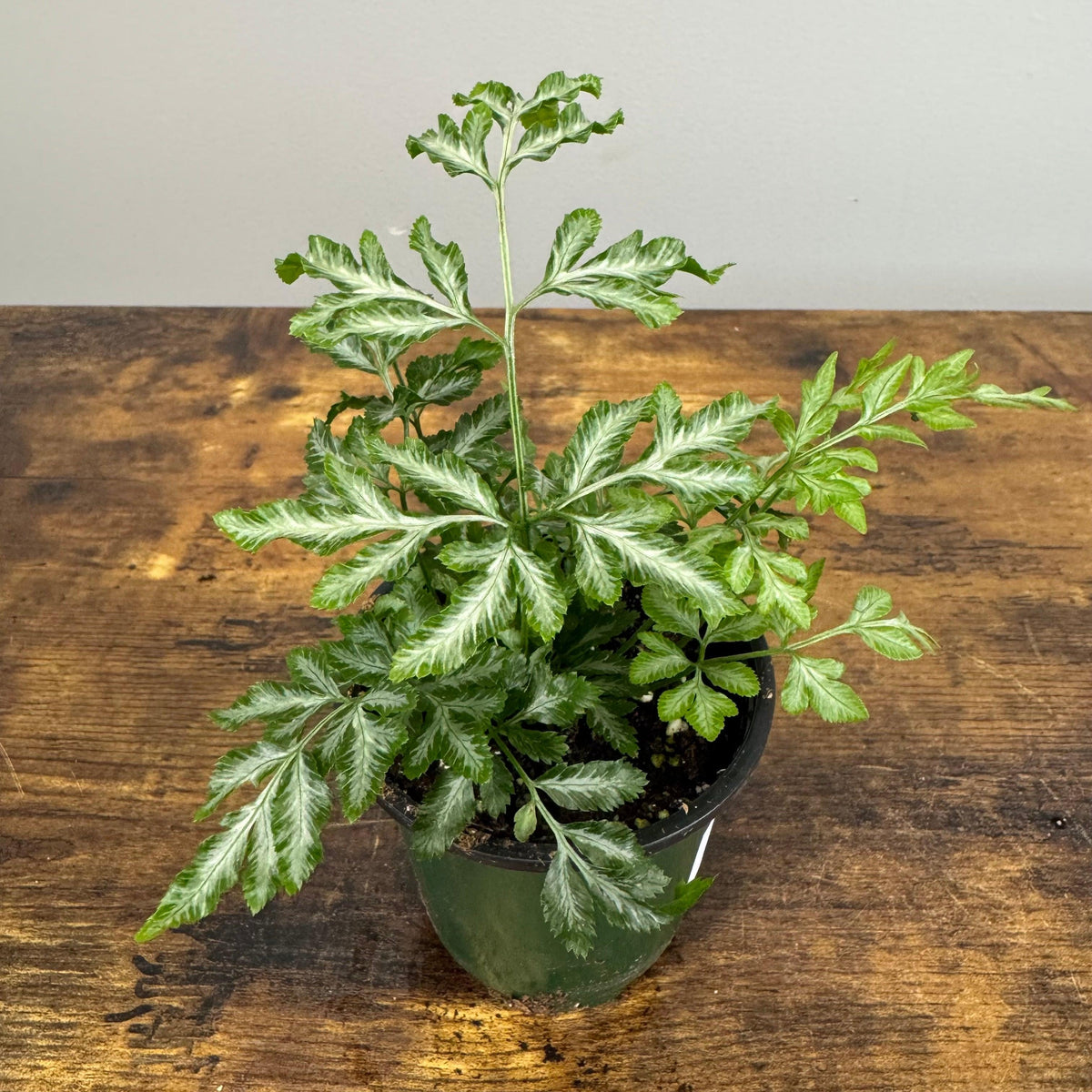 Silver Lace Fern (Pteris ensiformis)