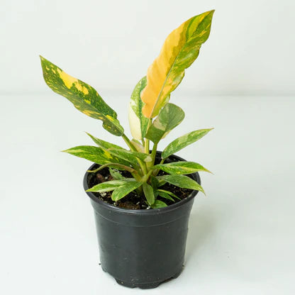 Philodendron Ring of Fire Variegated