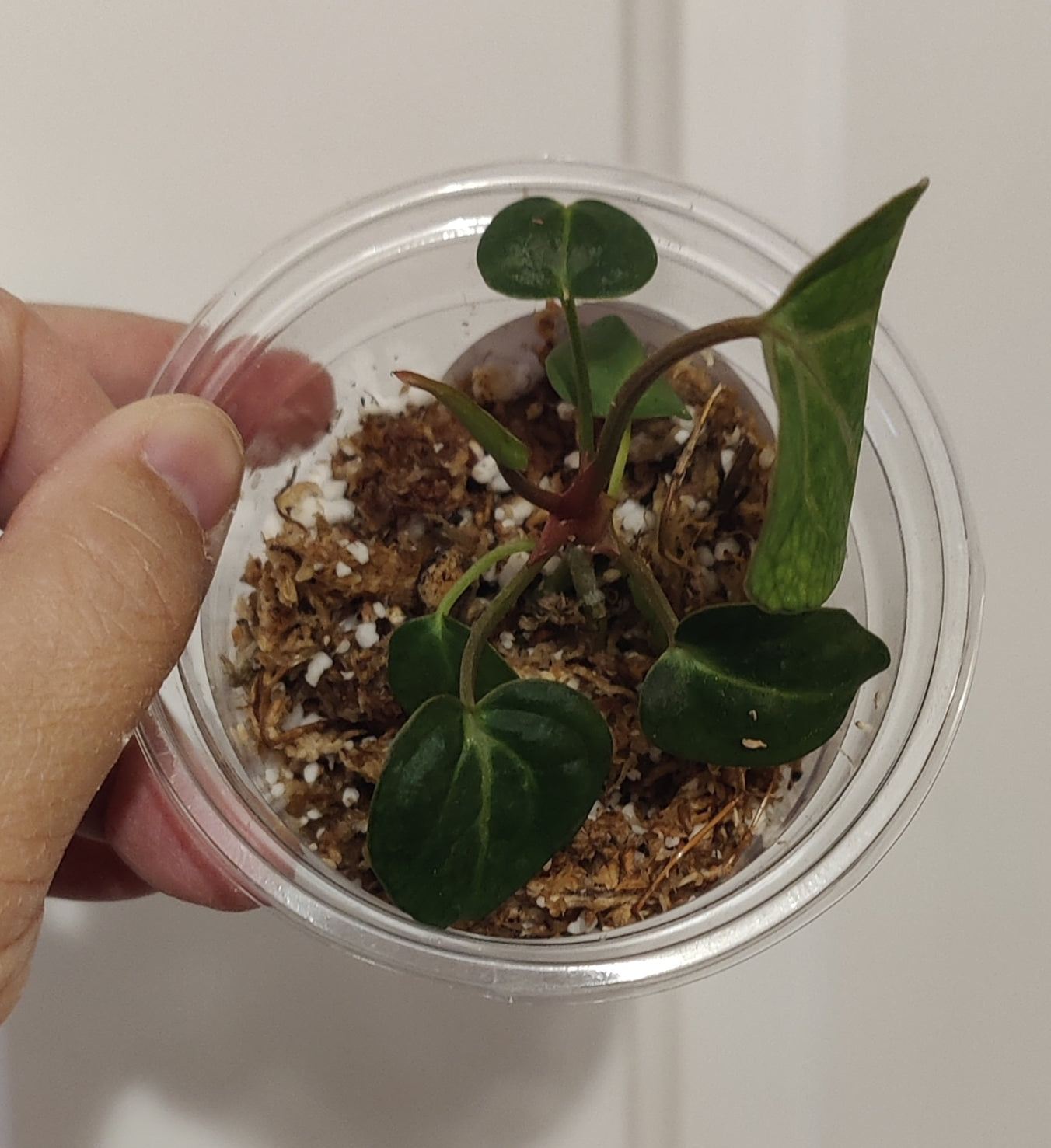 Rare Anthurium Dragon Fire