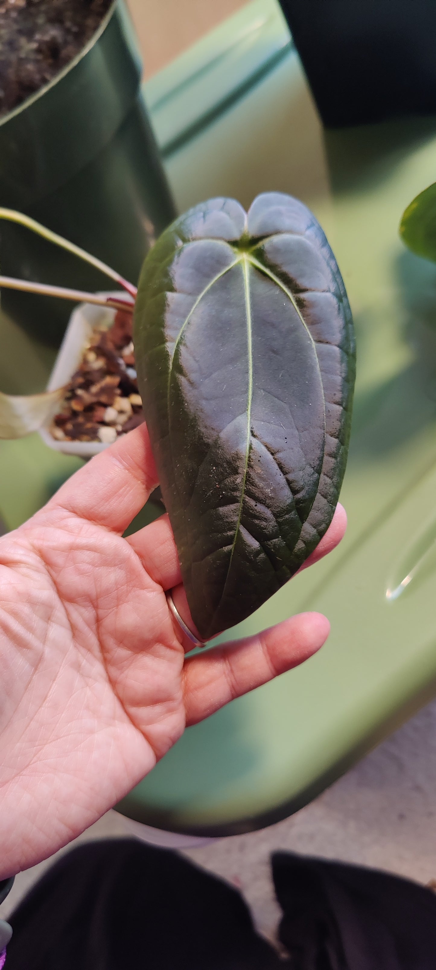 Plantie Pete's Rare Anthurium Collection