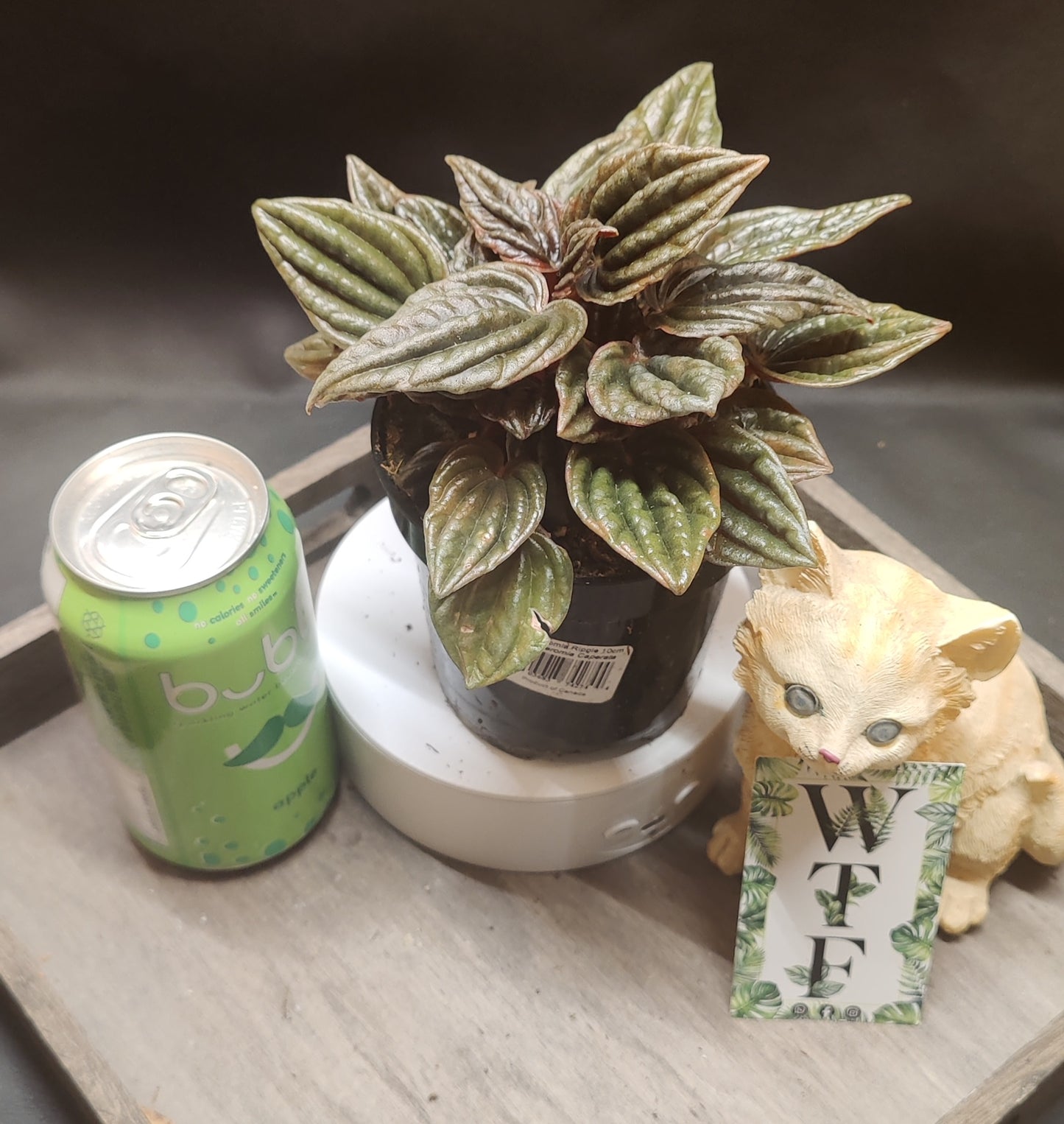 Peperomia Ripple Assorted Colours