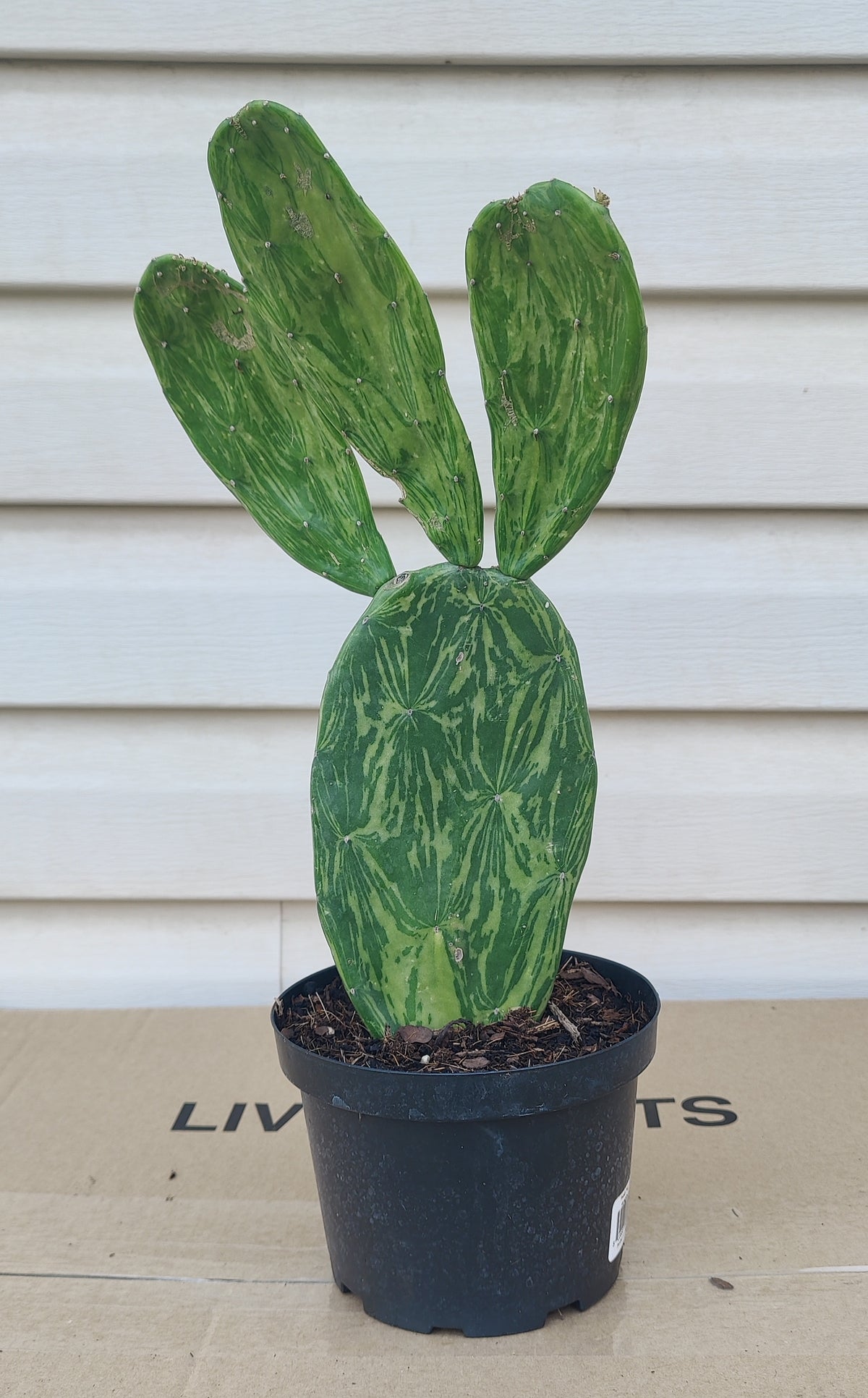 Variegated Prickly Pear Cactus