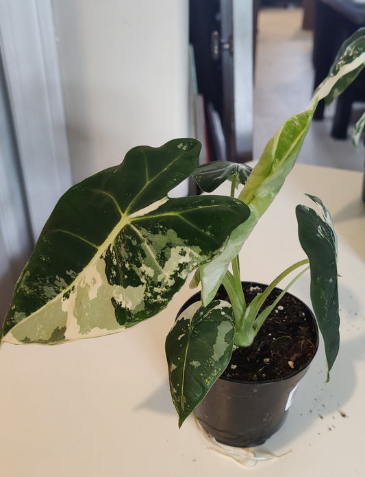 Alocasia Micholitziana Variegated
