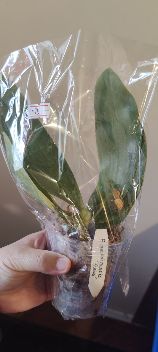 Phal Ambionesis Flava