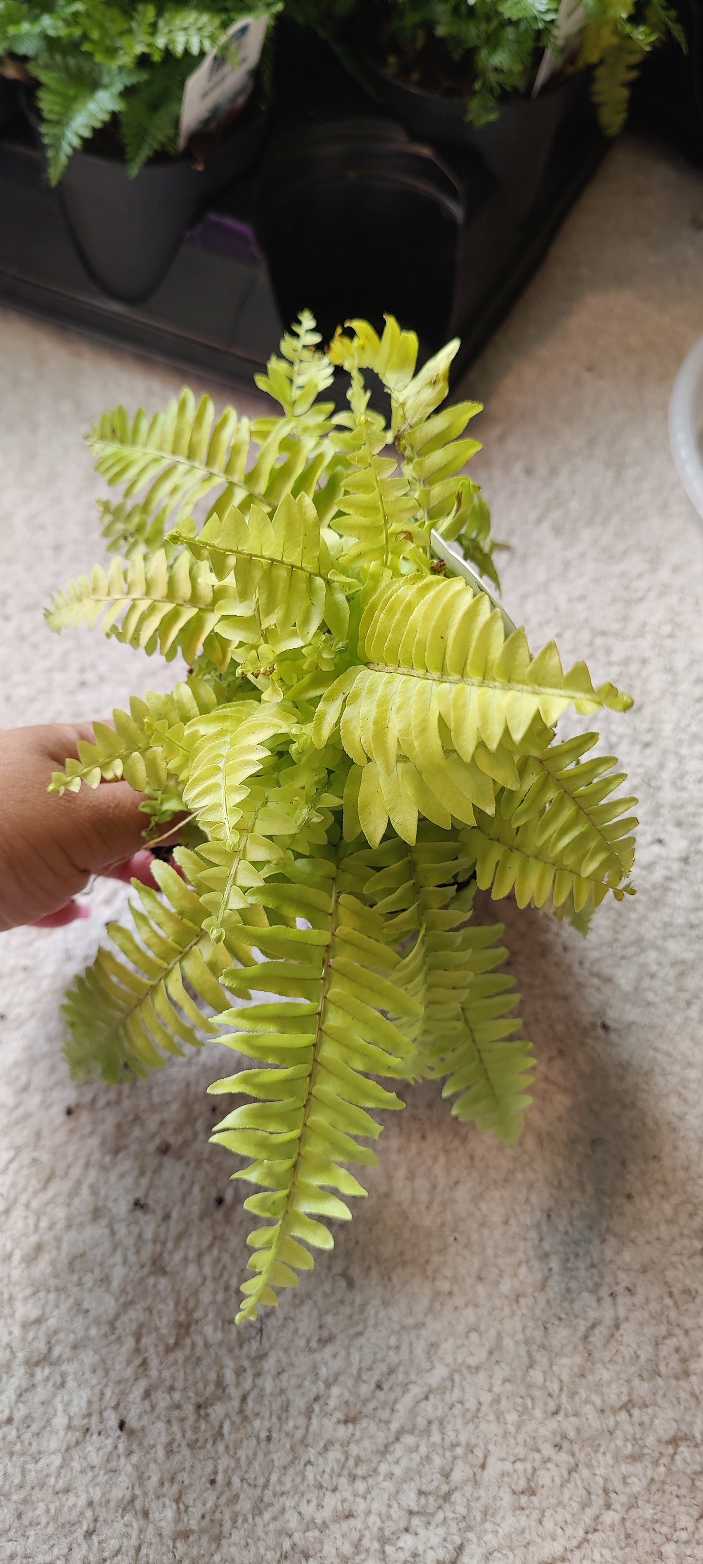 Fern, Assorted