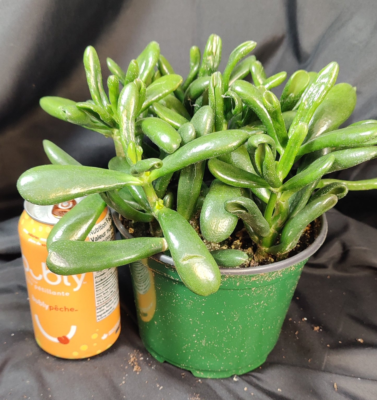 Jade Plant Assorted