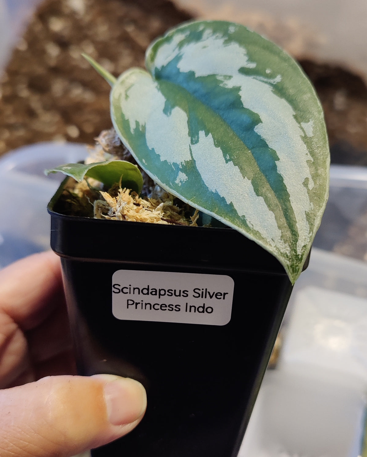 Scindpsus Silver Princess Indo