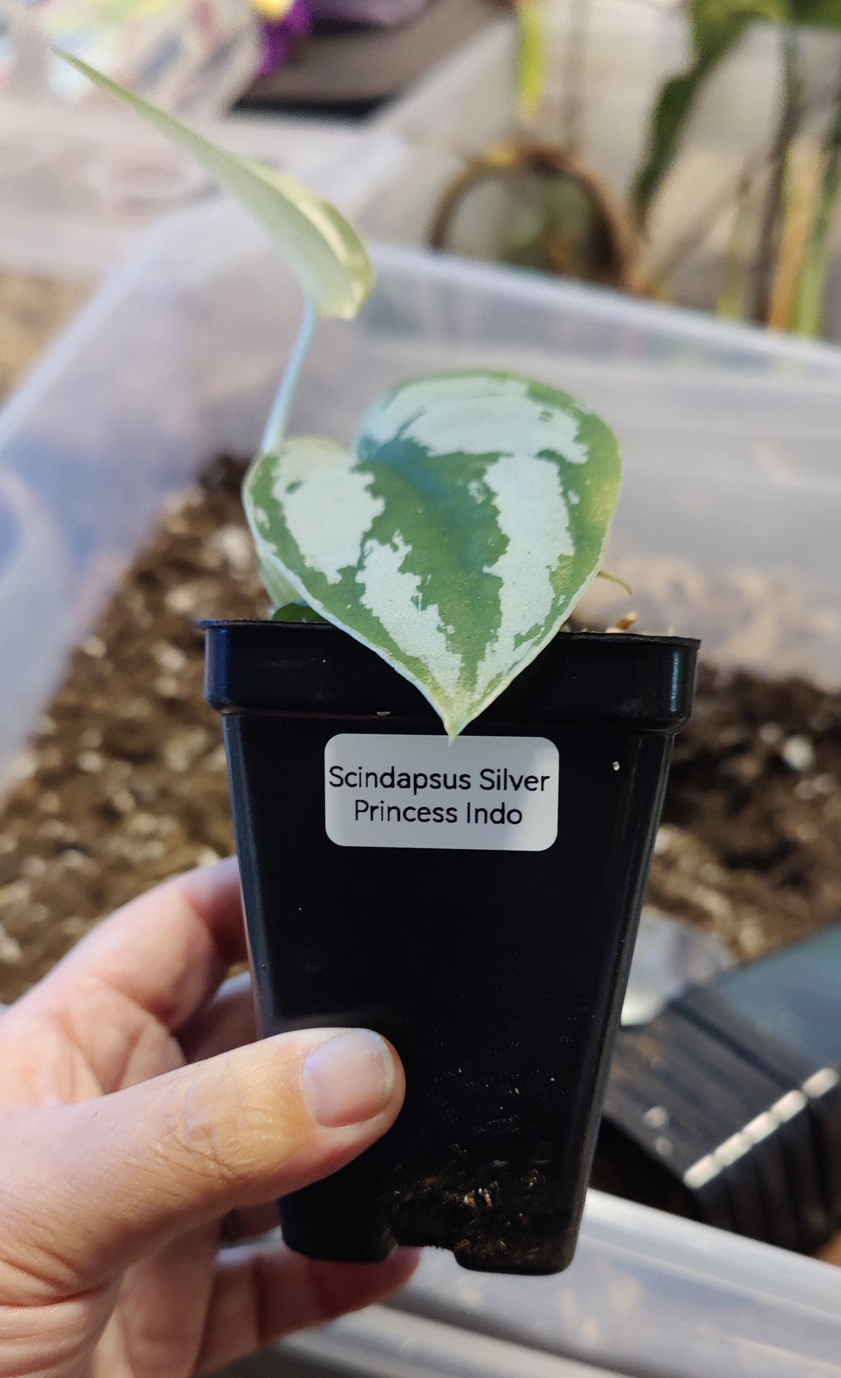 Scindpsus Silver Princess Indo