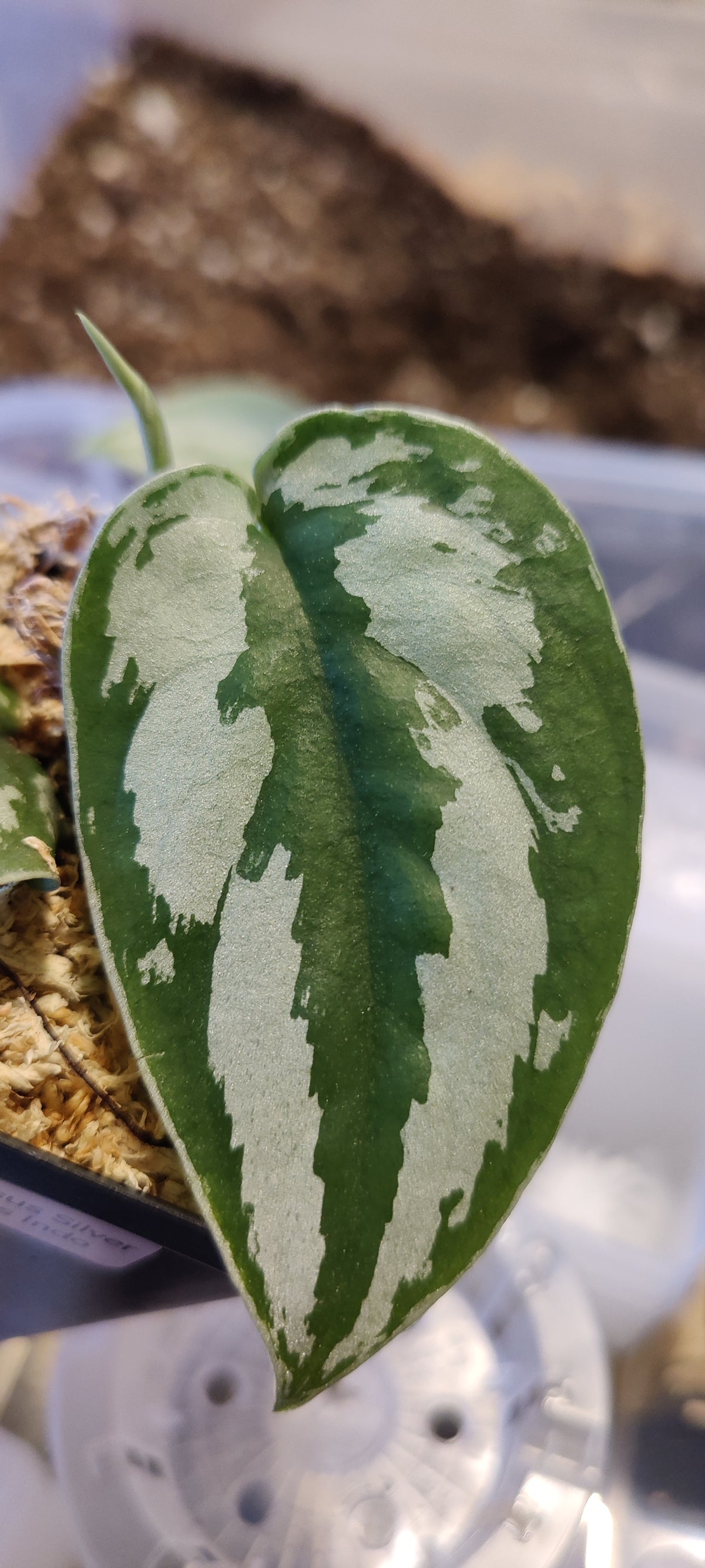 Scindpsus Silver Princess Indo
