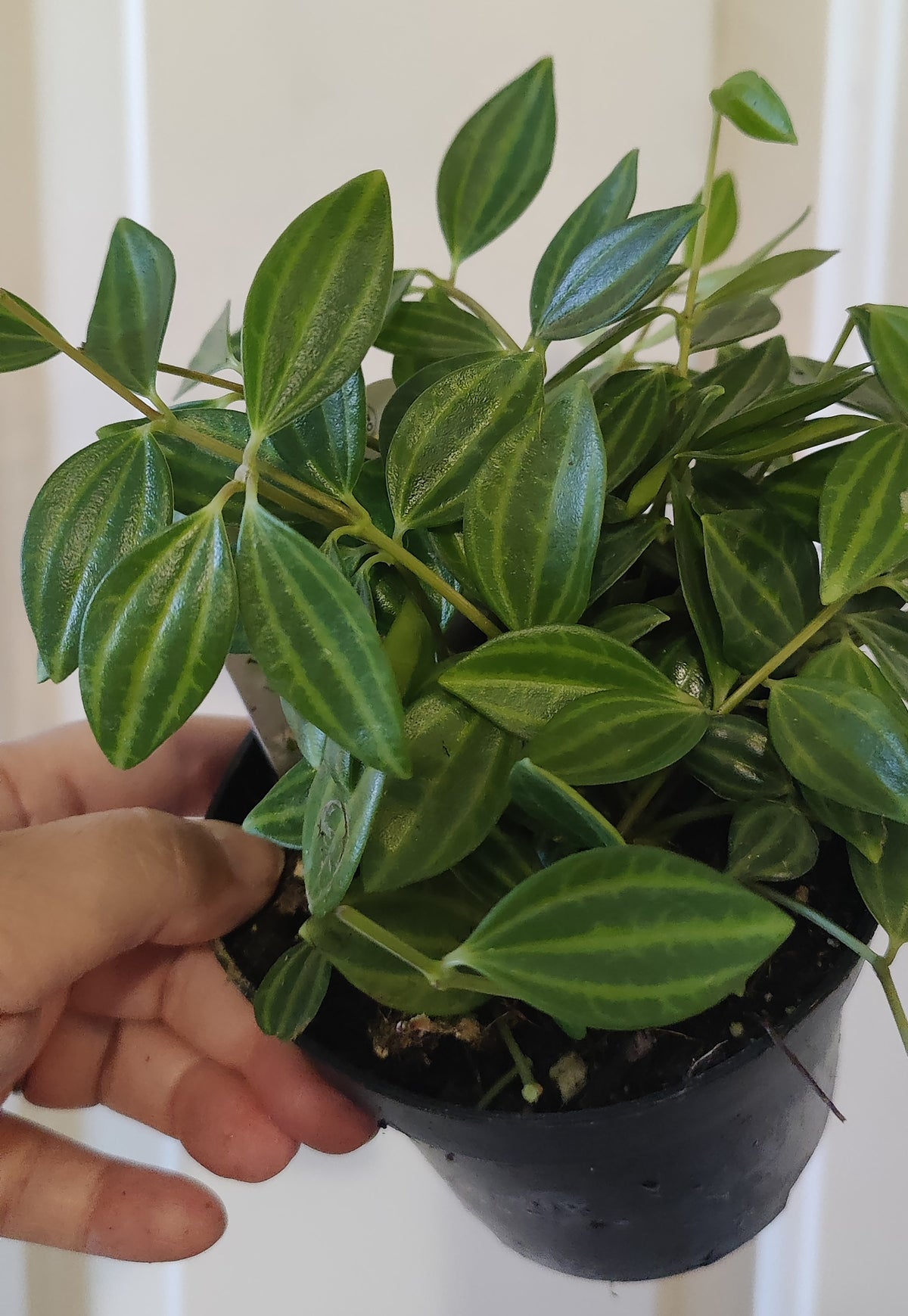 Peperomia Angulata