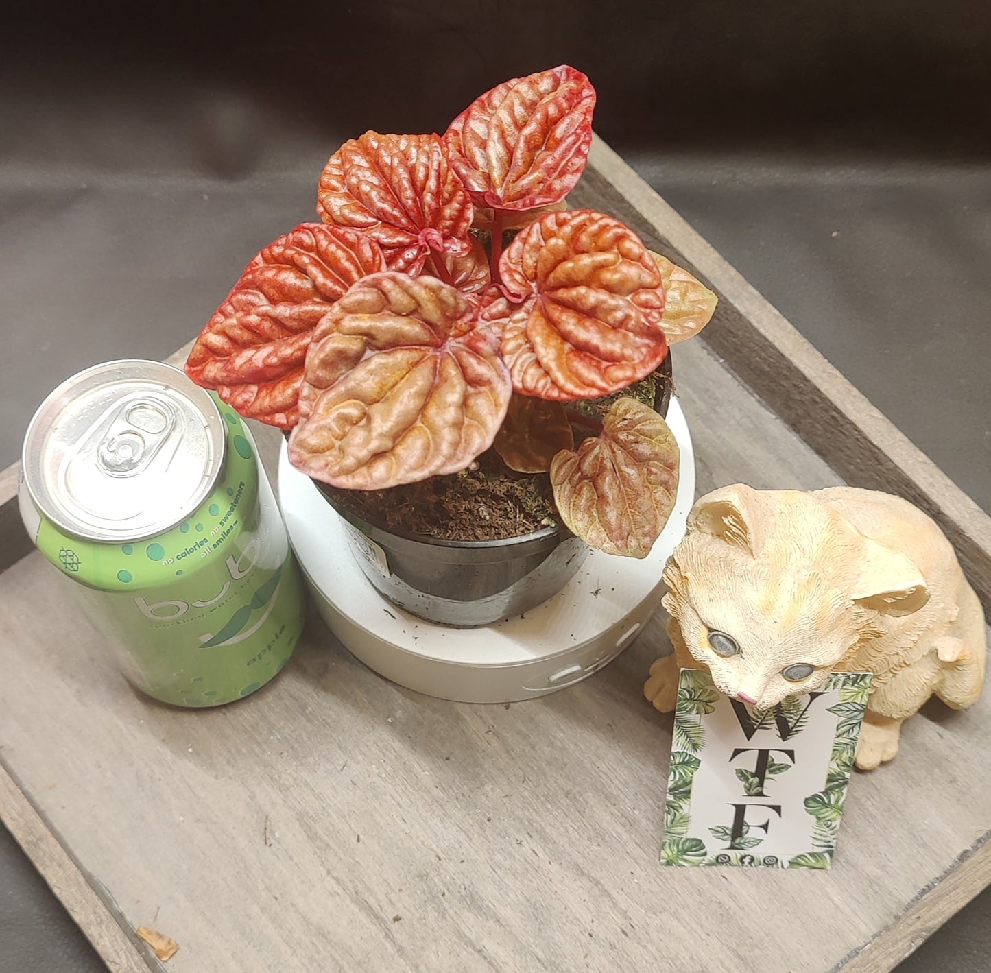 Peperomia Ripple Assorted Colours