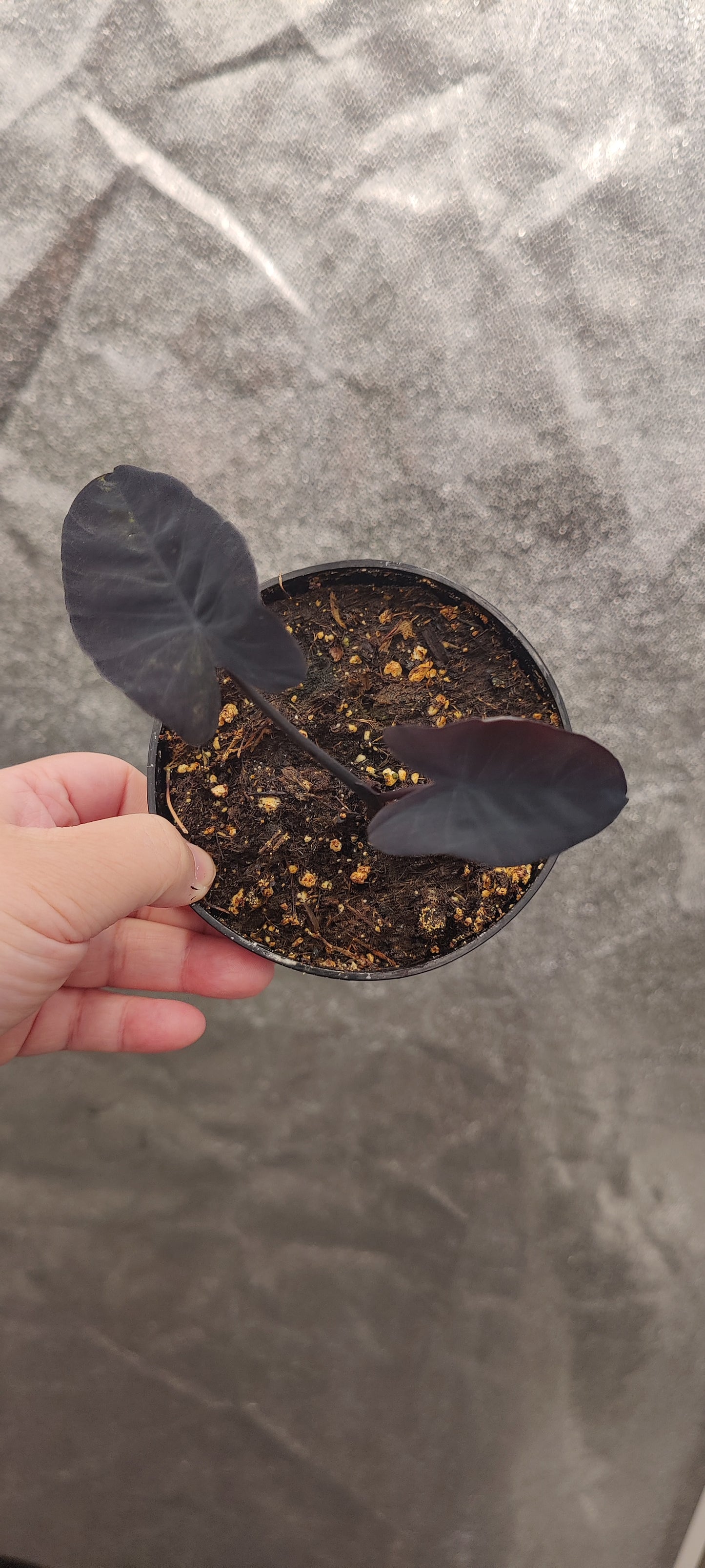 Colocasia Mojito
