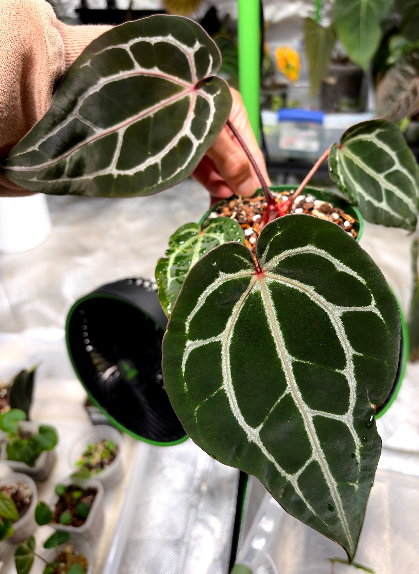 Plantie Pete's Rare Anthurium Collection