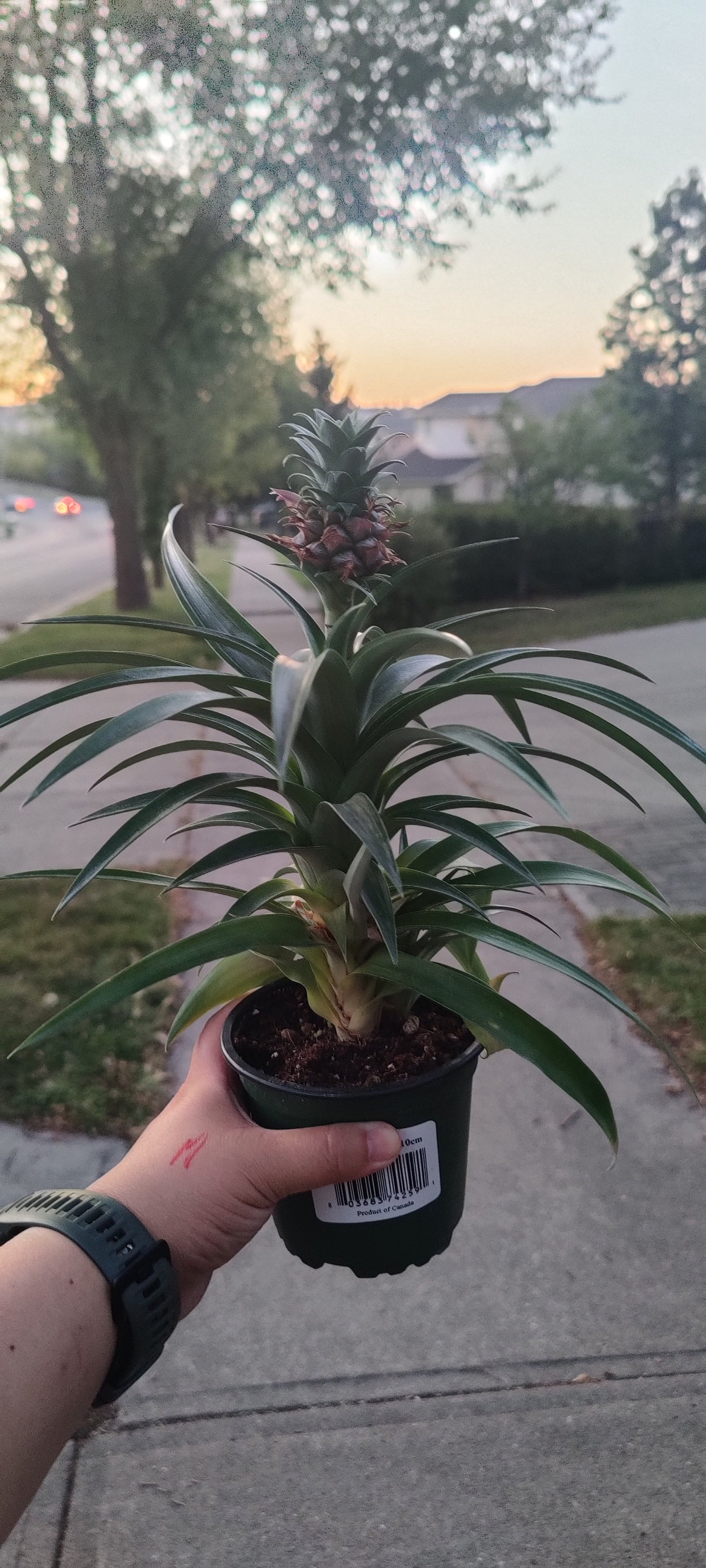 Pineapple Plant