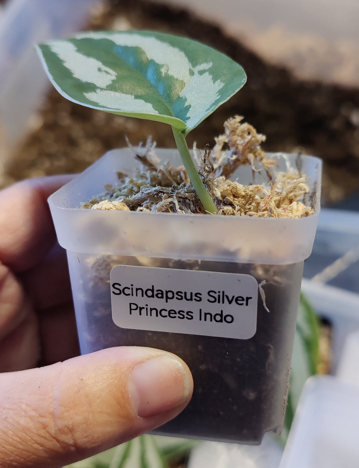Scindpsus Silver Princess Indo