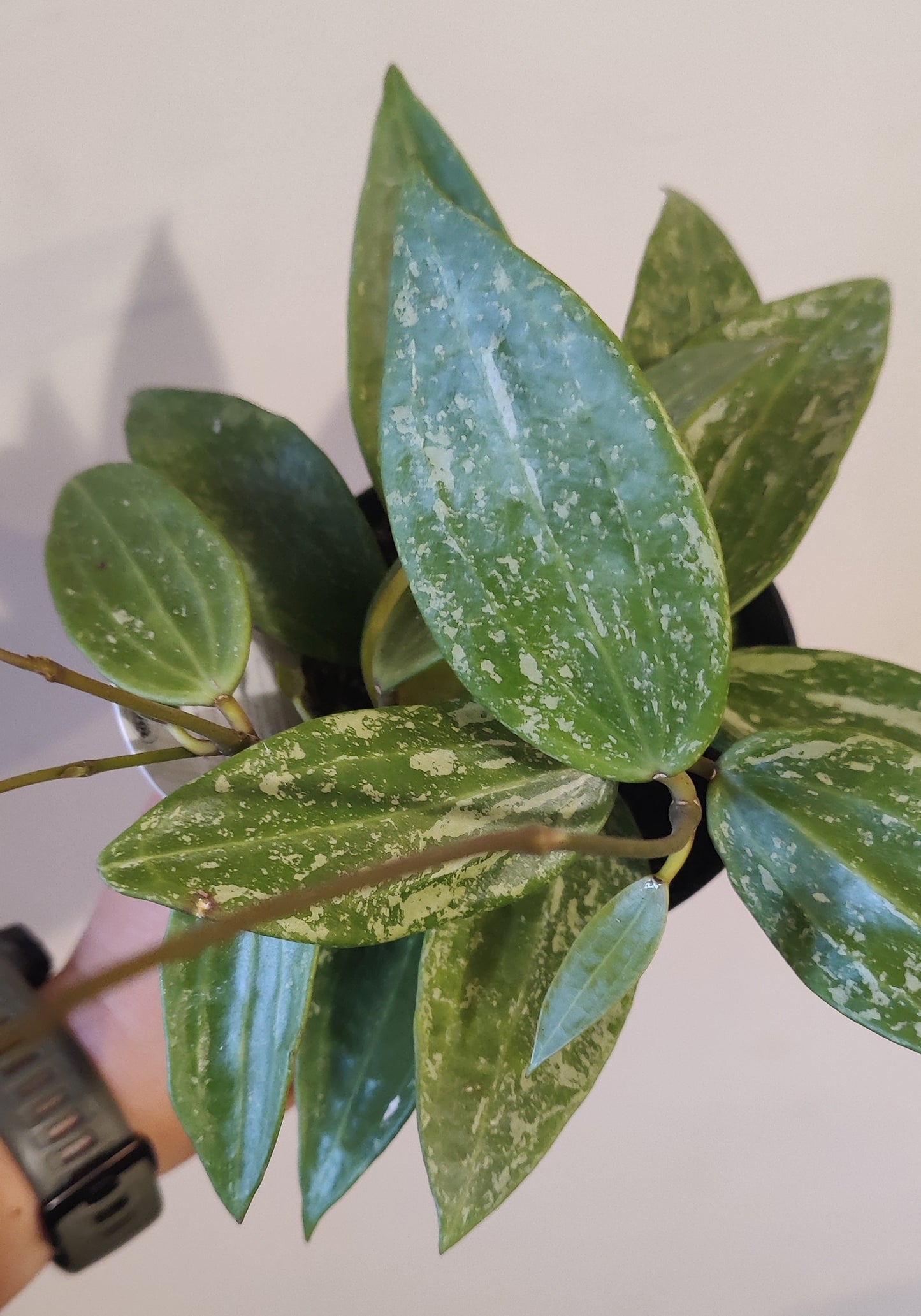 Hoya Rangsan Silver Splash