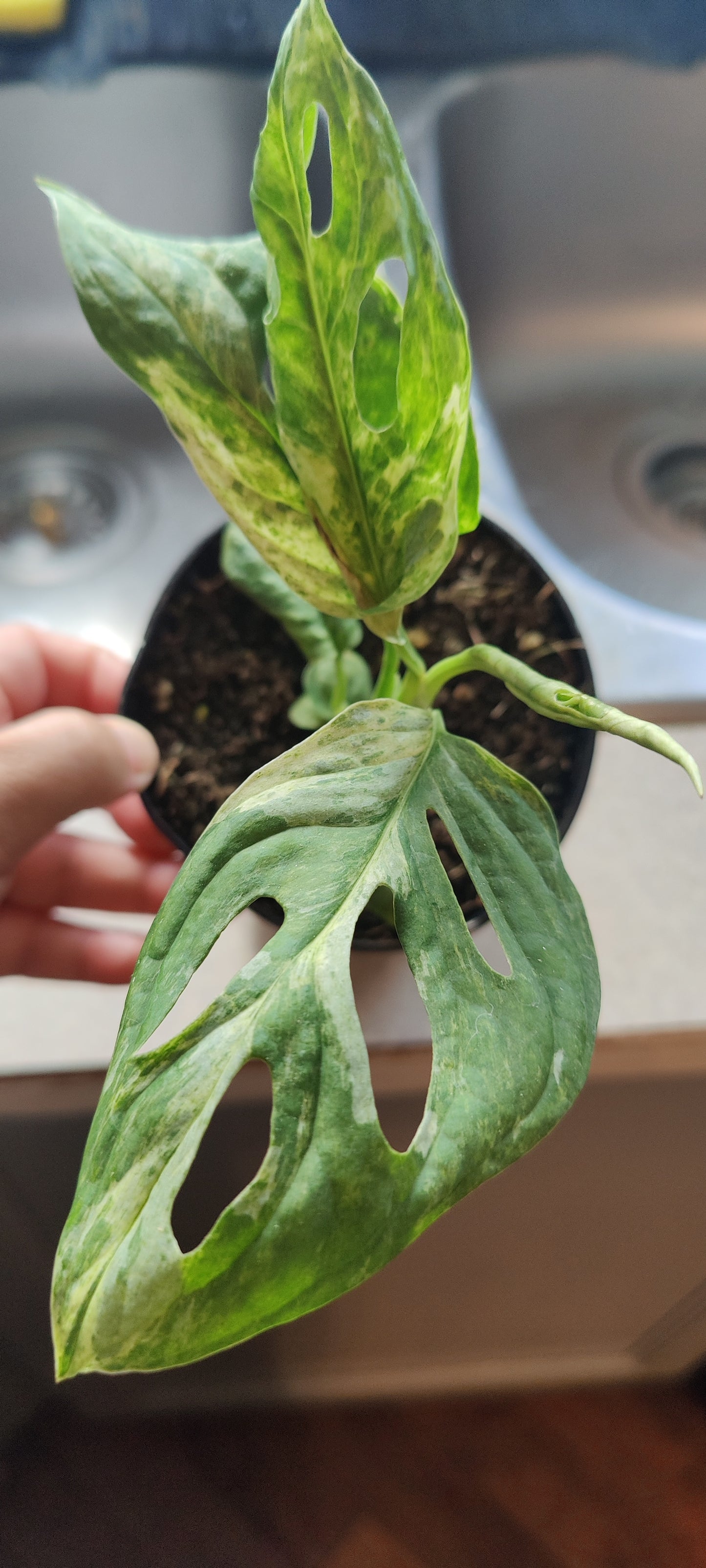 Swiss Cheese Vine Mint Variegated