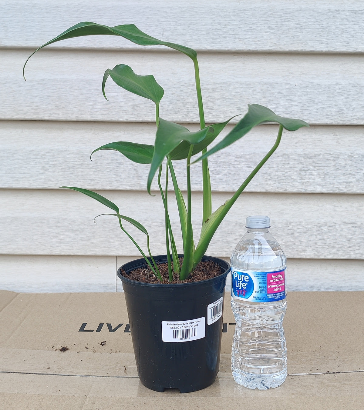 Philodendron Burle Marx Flame