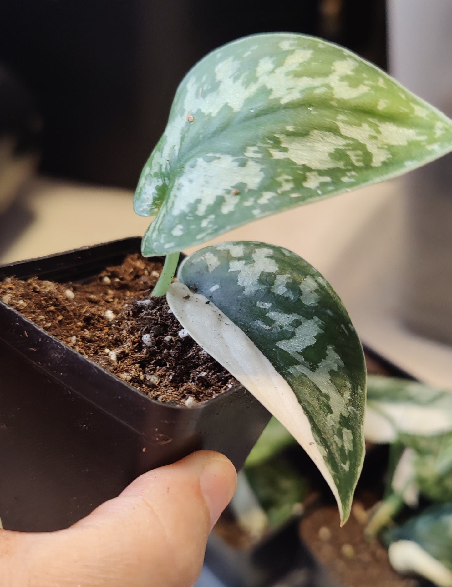Scindapsus Mayari Propagations