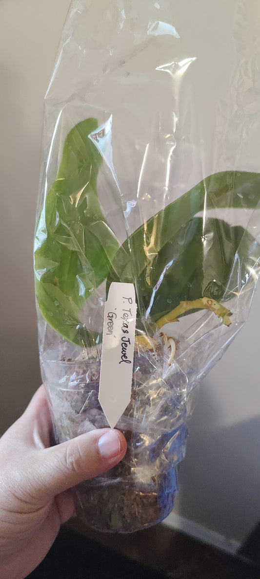 Phal Texas Jewel