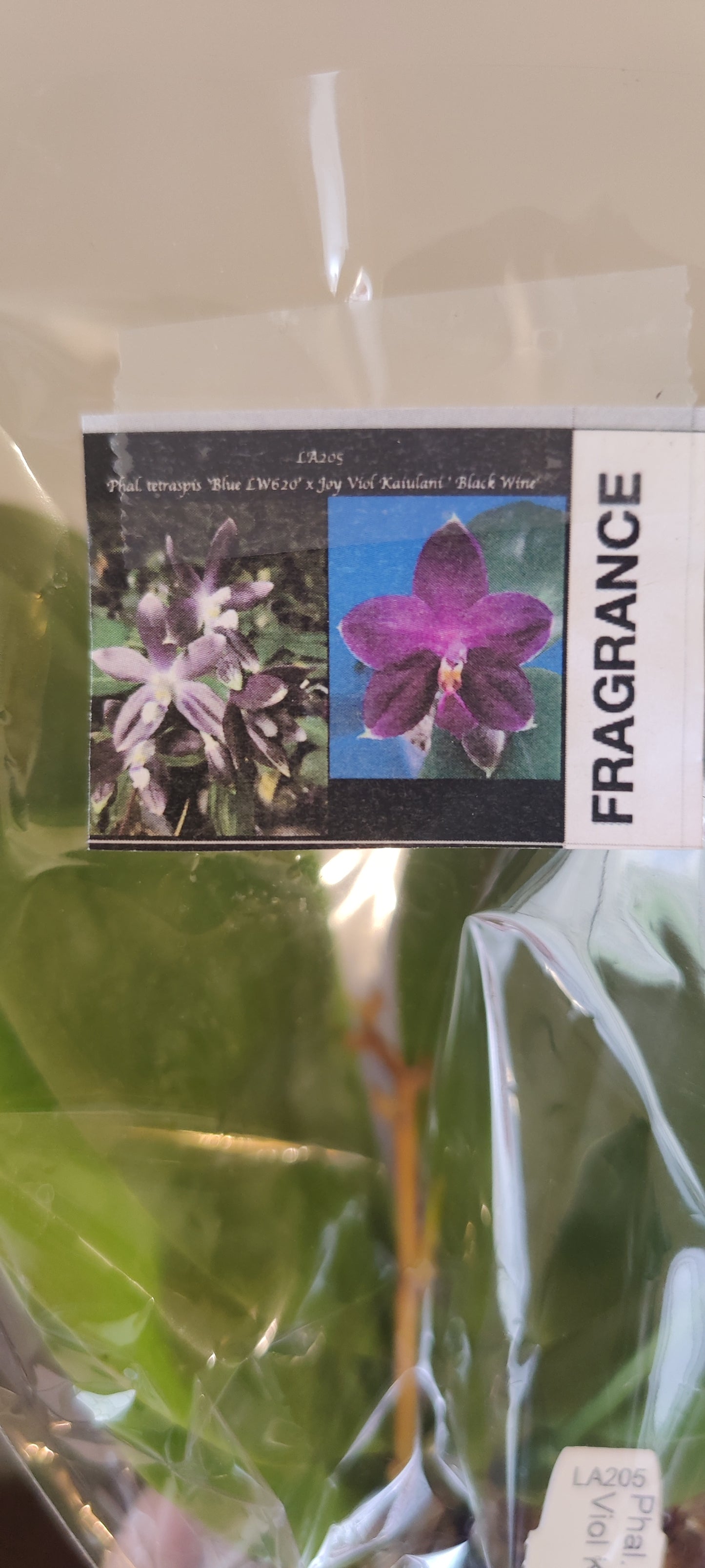 Phal Cold Blue x Black Wine