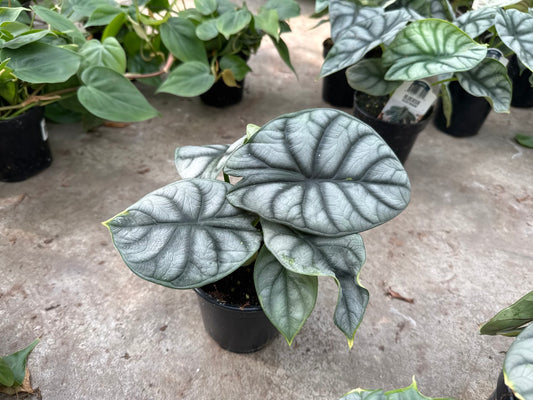 Alocasia Silver Dragon