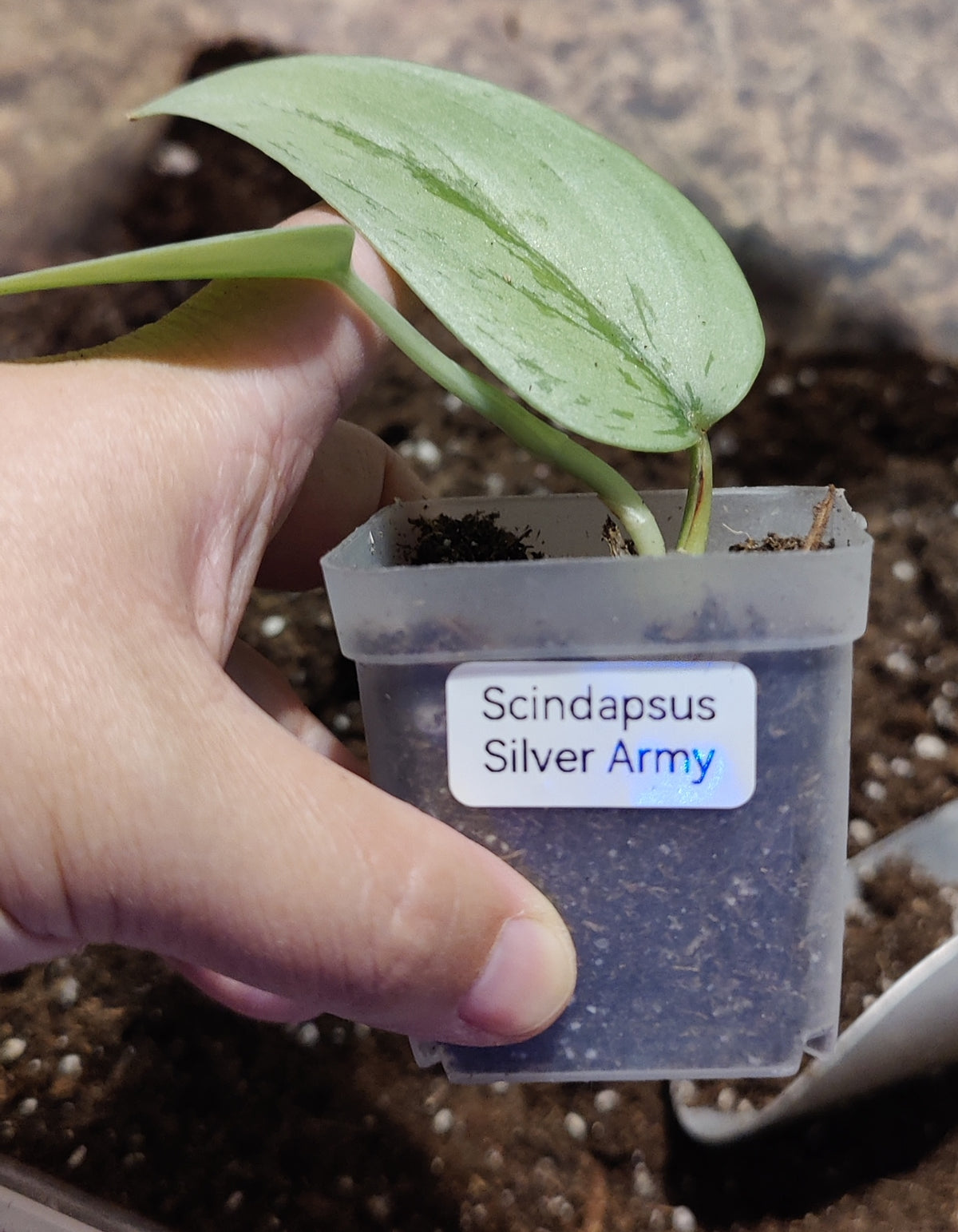 Scindapsus Silver Army