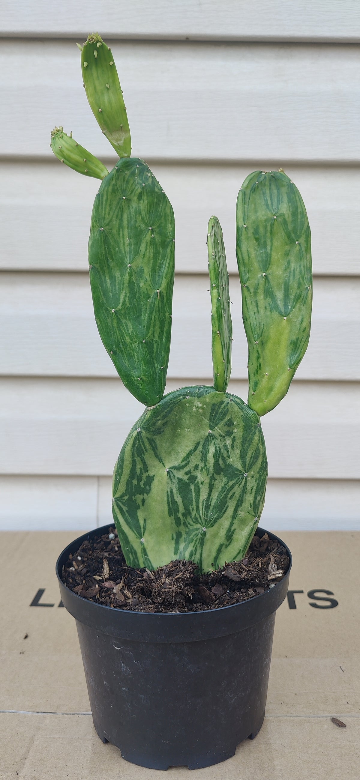 Variegated Prickly Pear Cactus