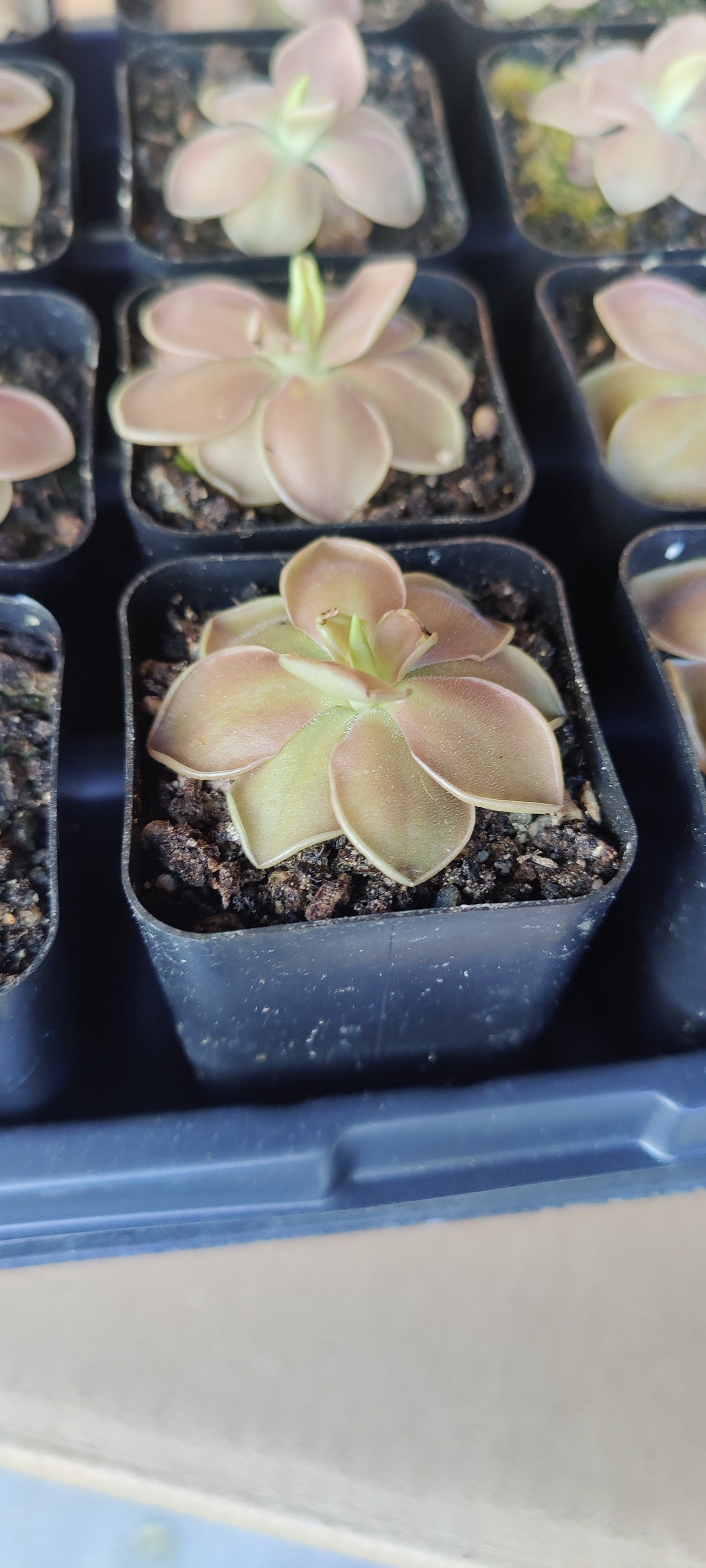 Butterwort