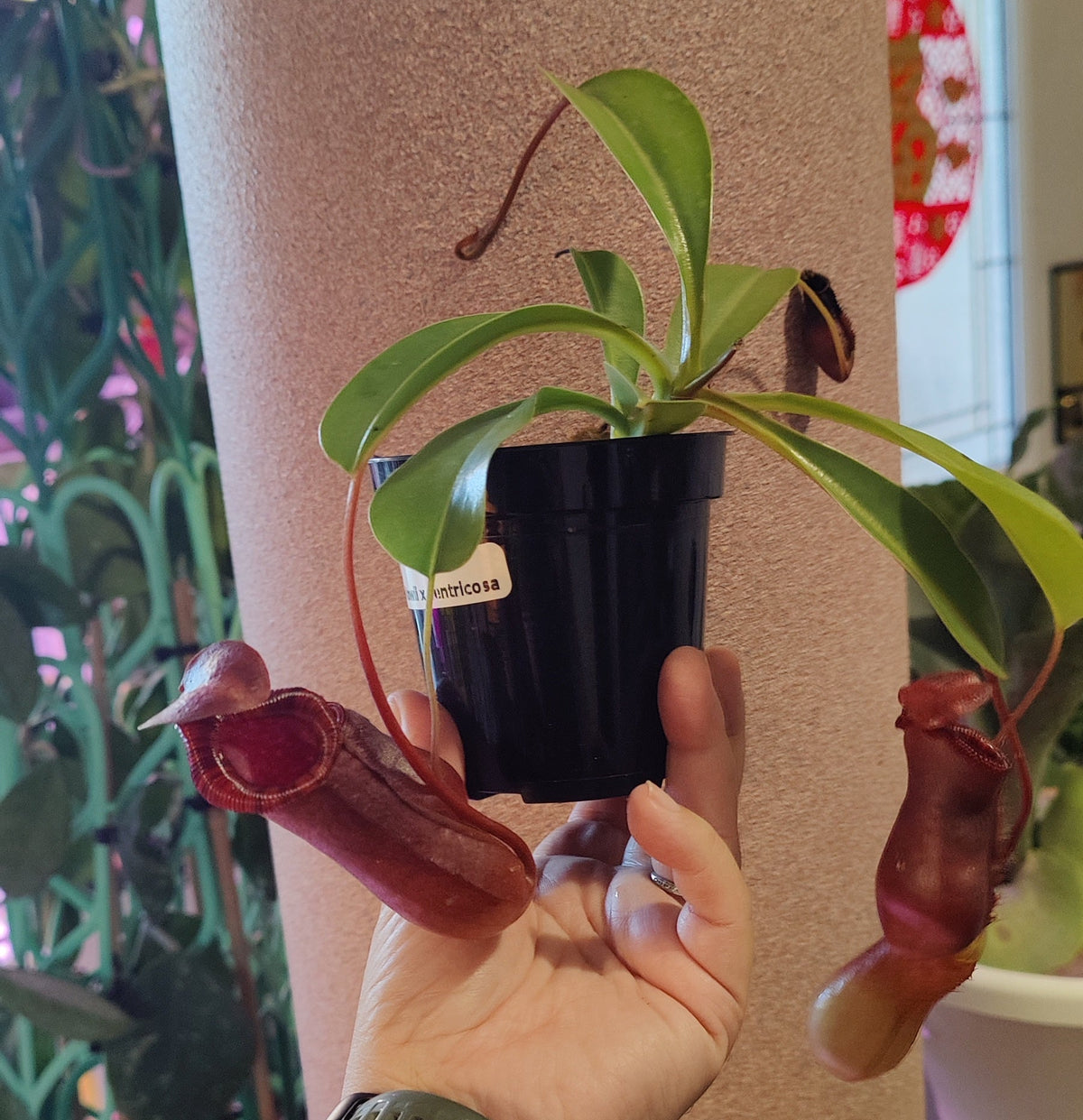 Nepenthes Lowii X ventrosa Pitcher