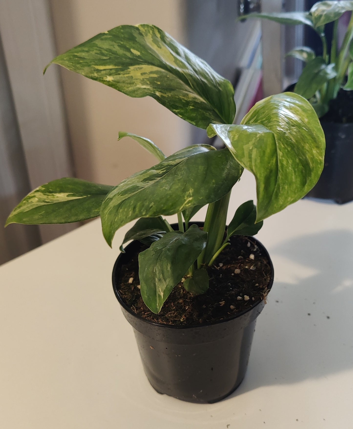 Monstera Lechleriana Variegated