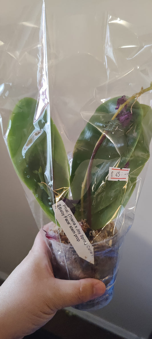 Phal (Trisna x Joy Spring Canary) 'Baby Face)