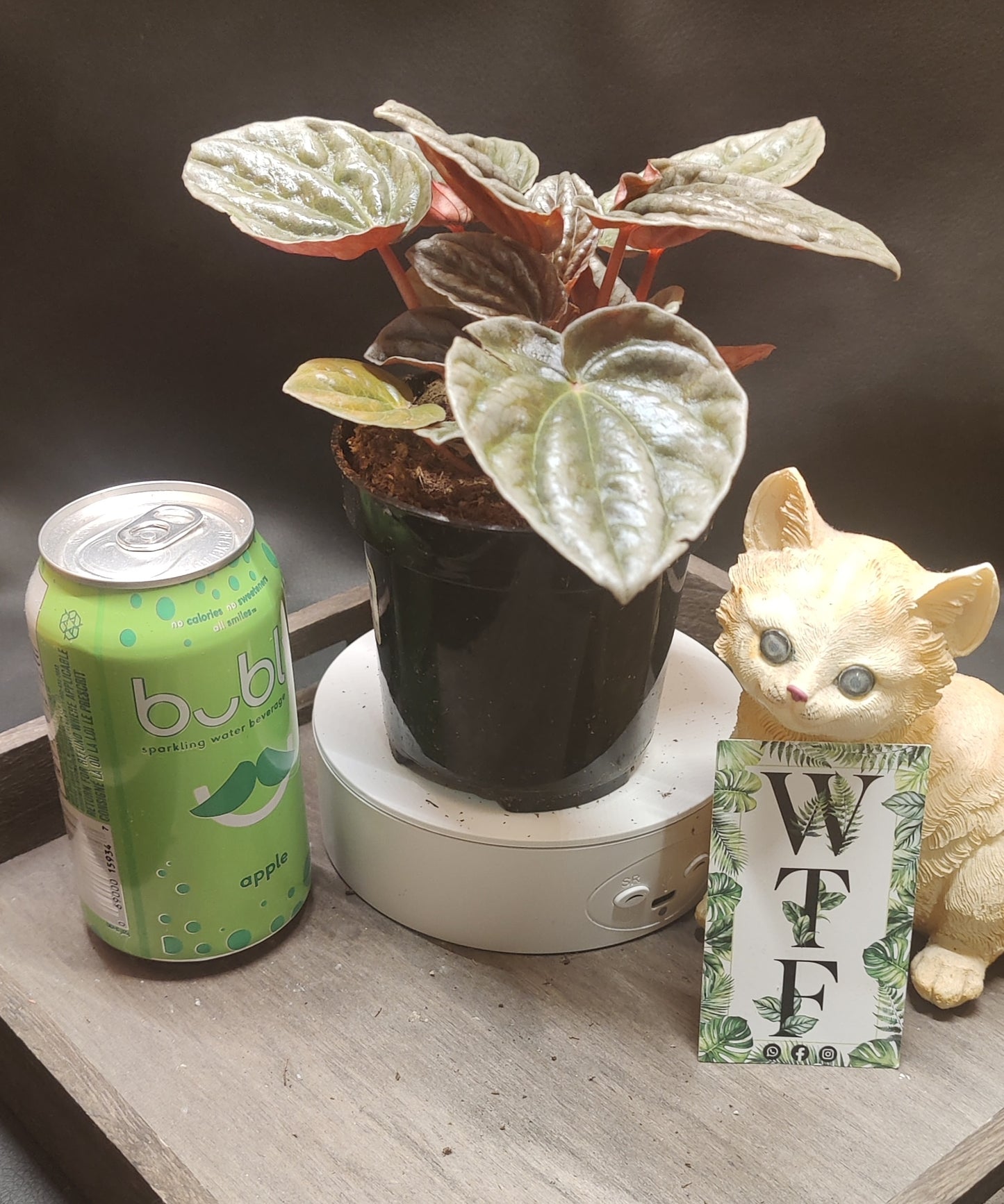 Peperomia Ripple Assorted Colours