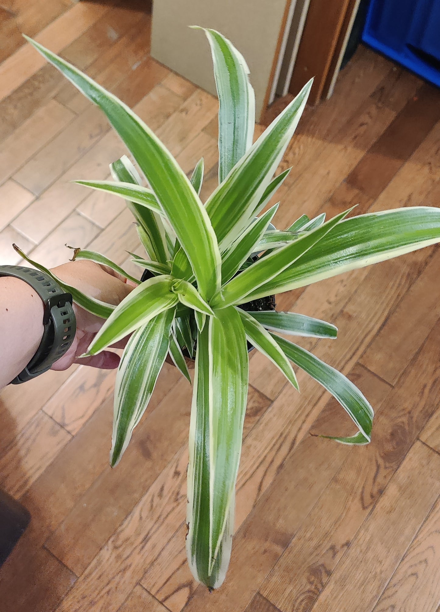 Spider Plant