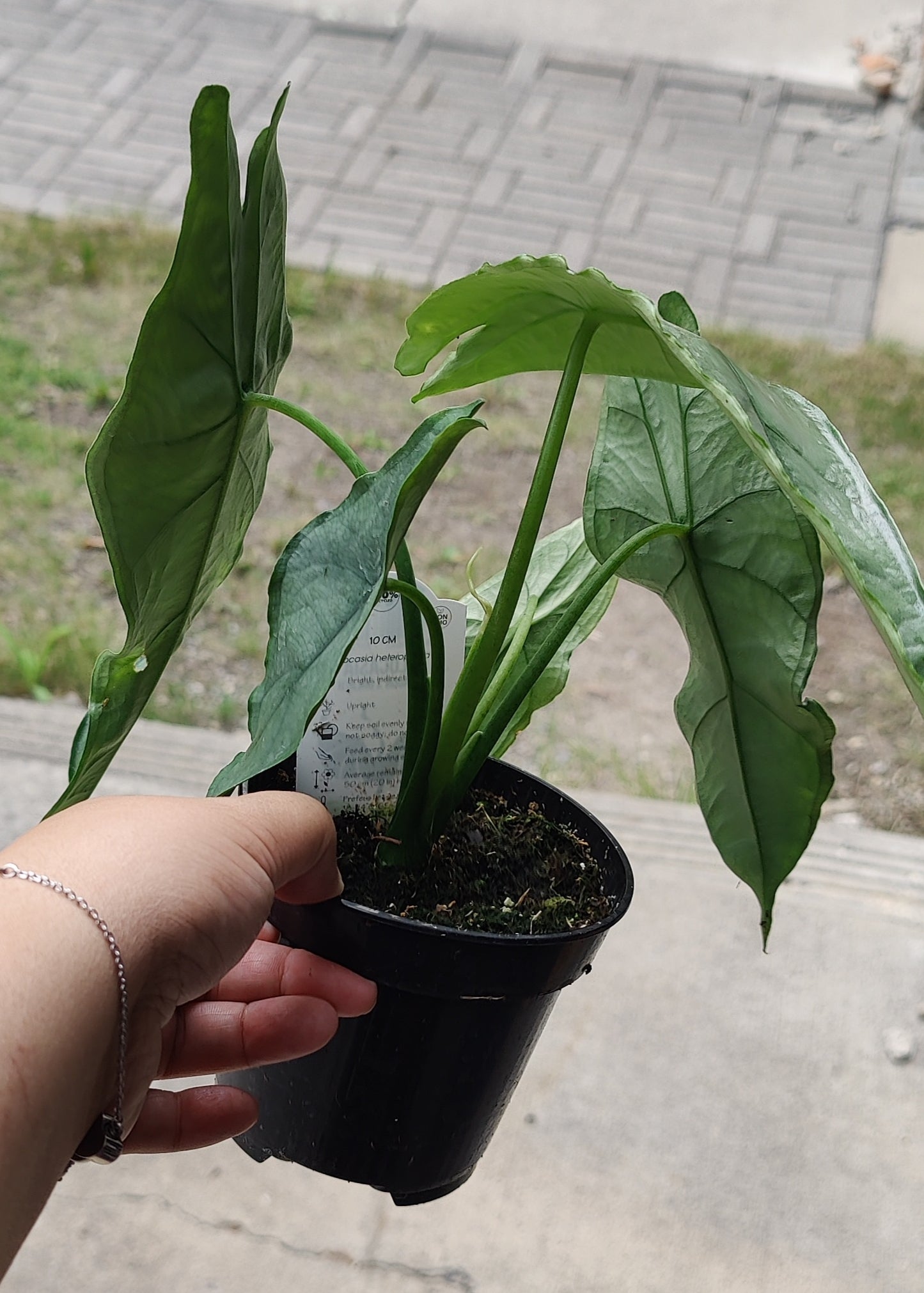 Alocasia Heterophylla "Dragons Breath"