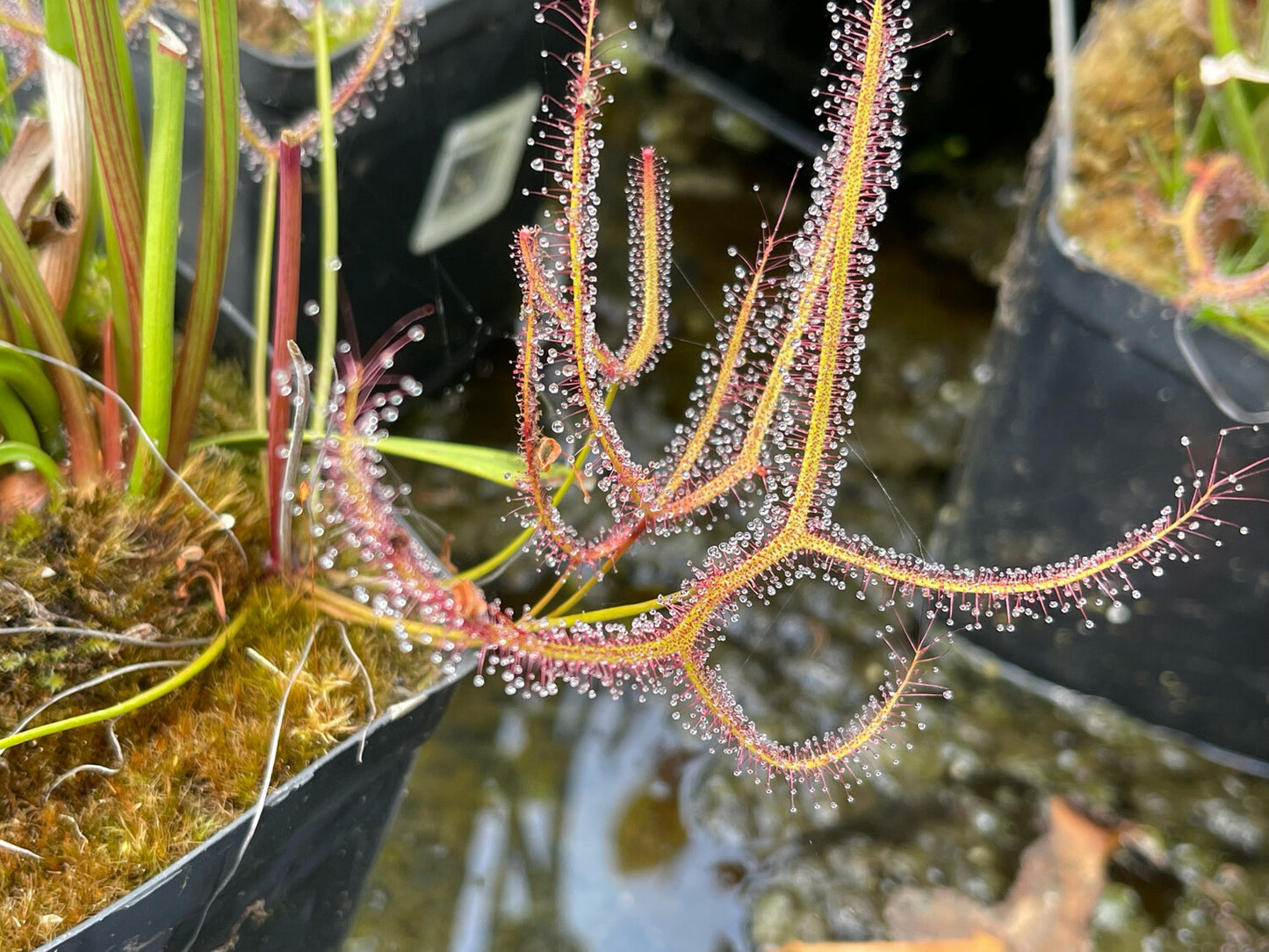 Giant Sundew - Drosera Dichotoma Giant
