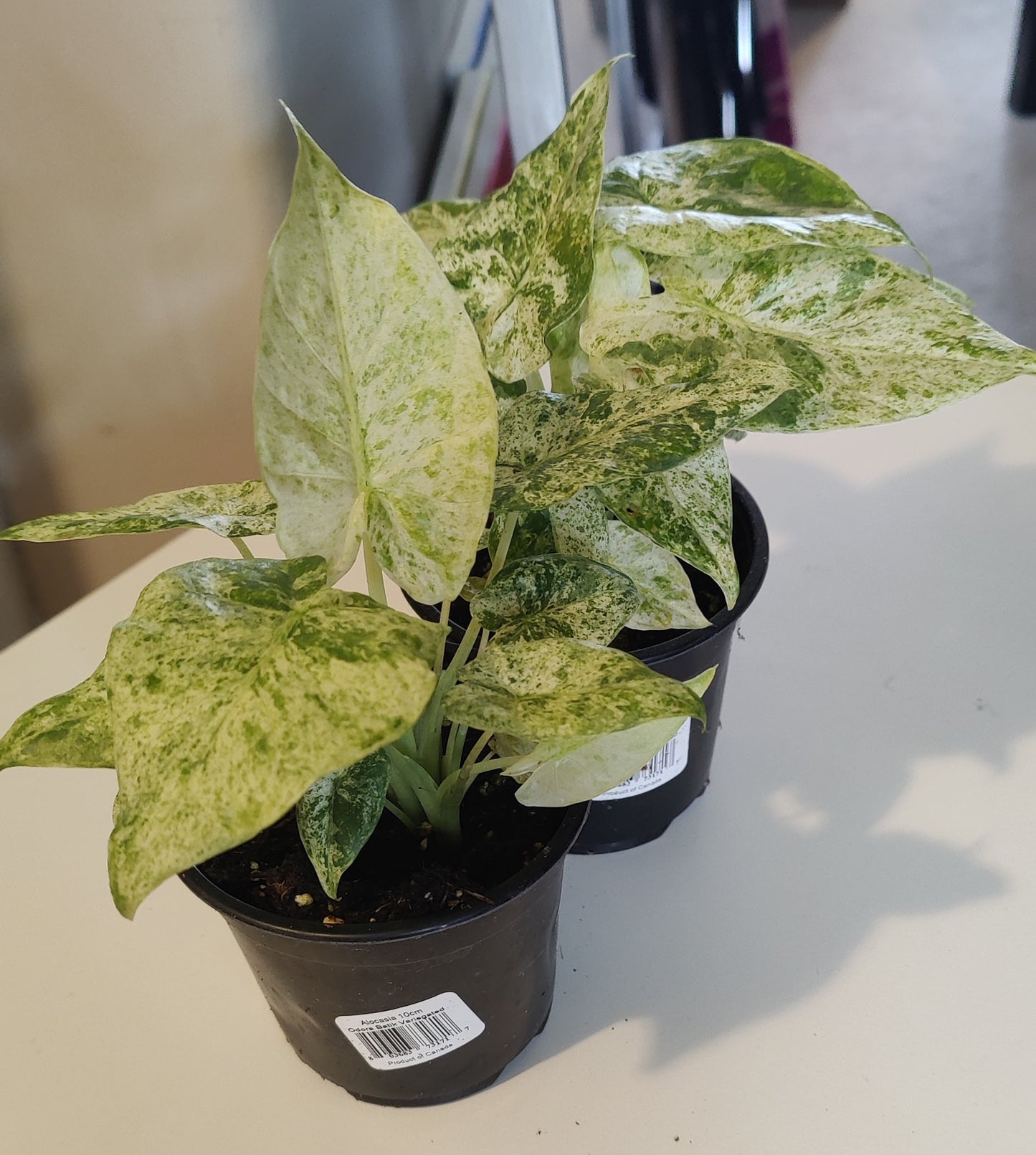 Alocasia Odora Batik Variegated