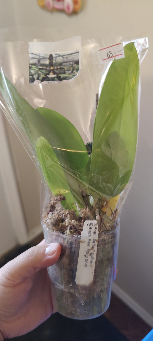 Phal Jiano Panthers 'Black Bee' orchid