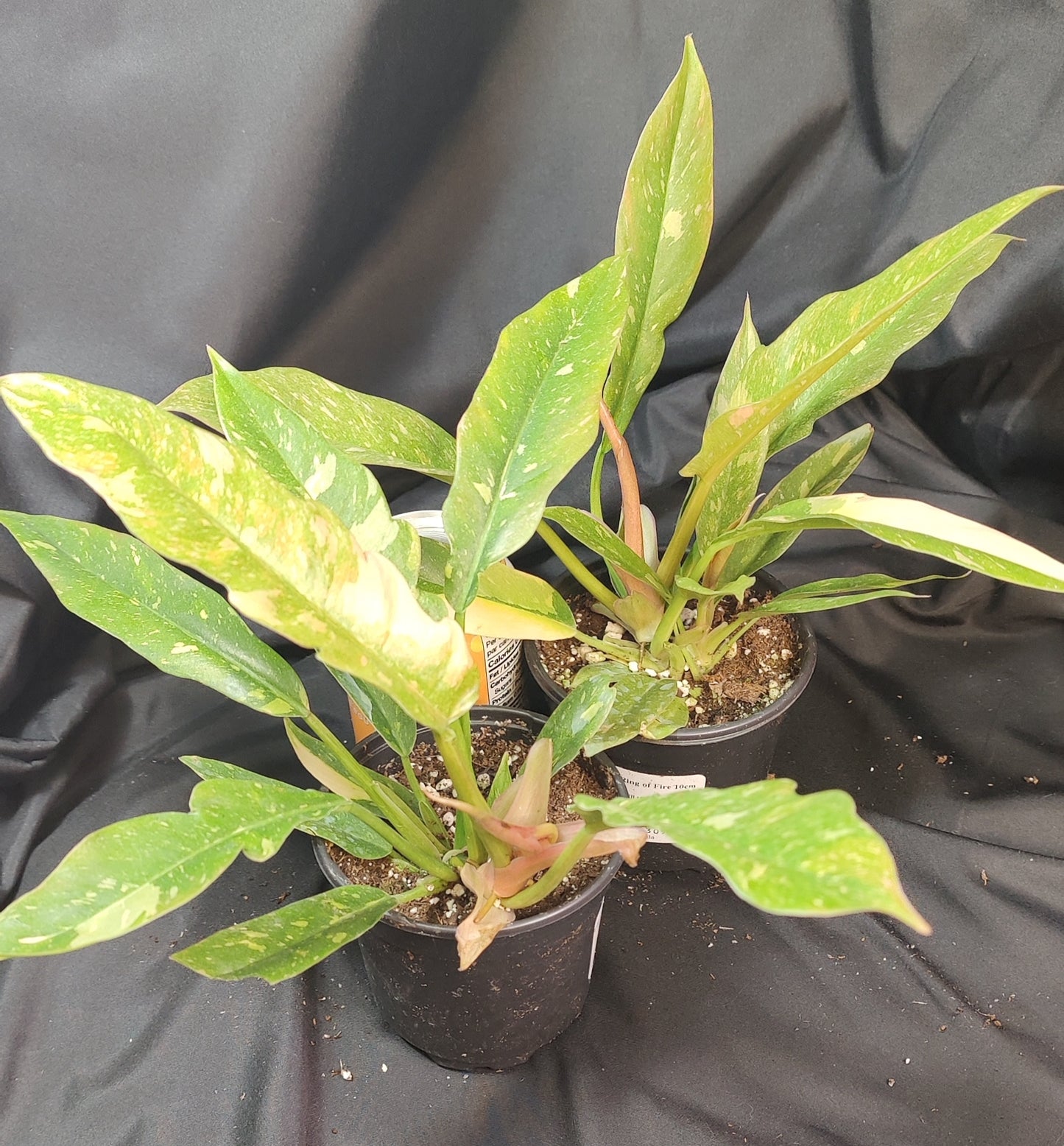 Philodendron Ring of Fire Variegated