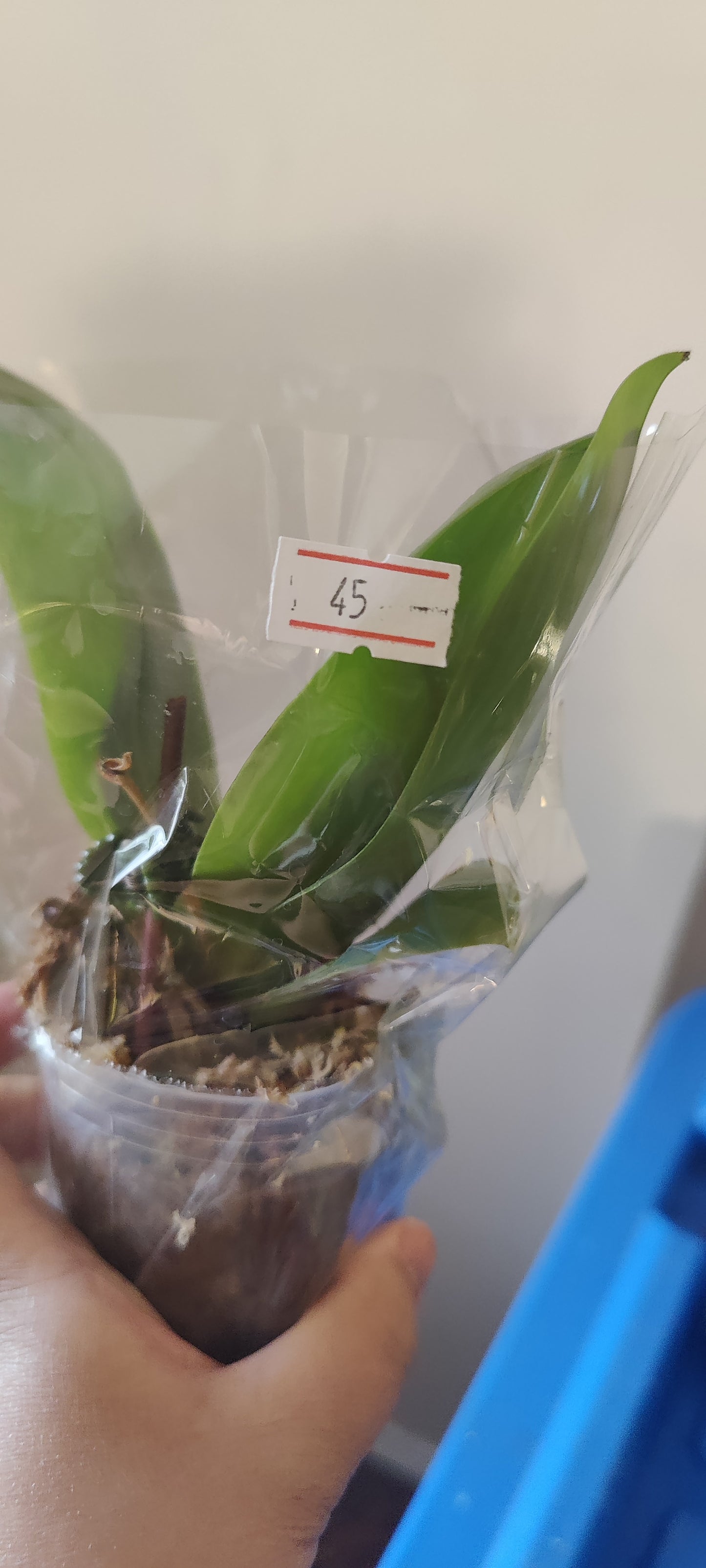 Phal Tetraspis 'Cold Blue' x Black Wine