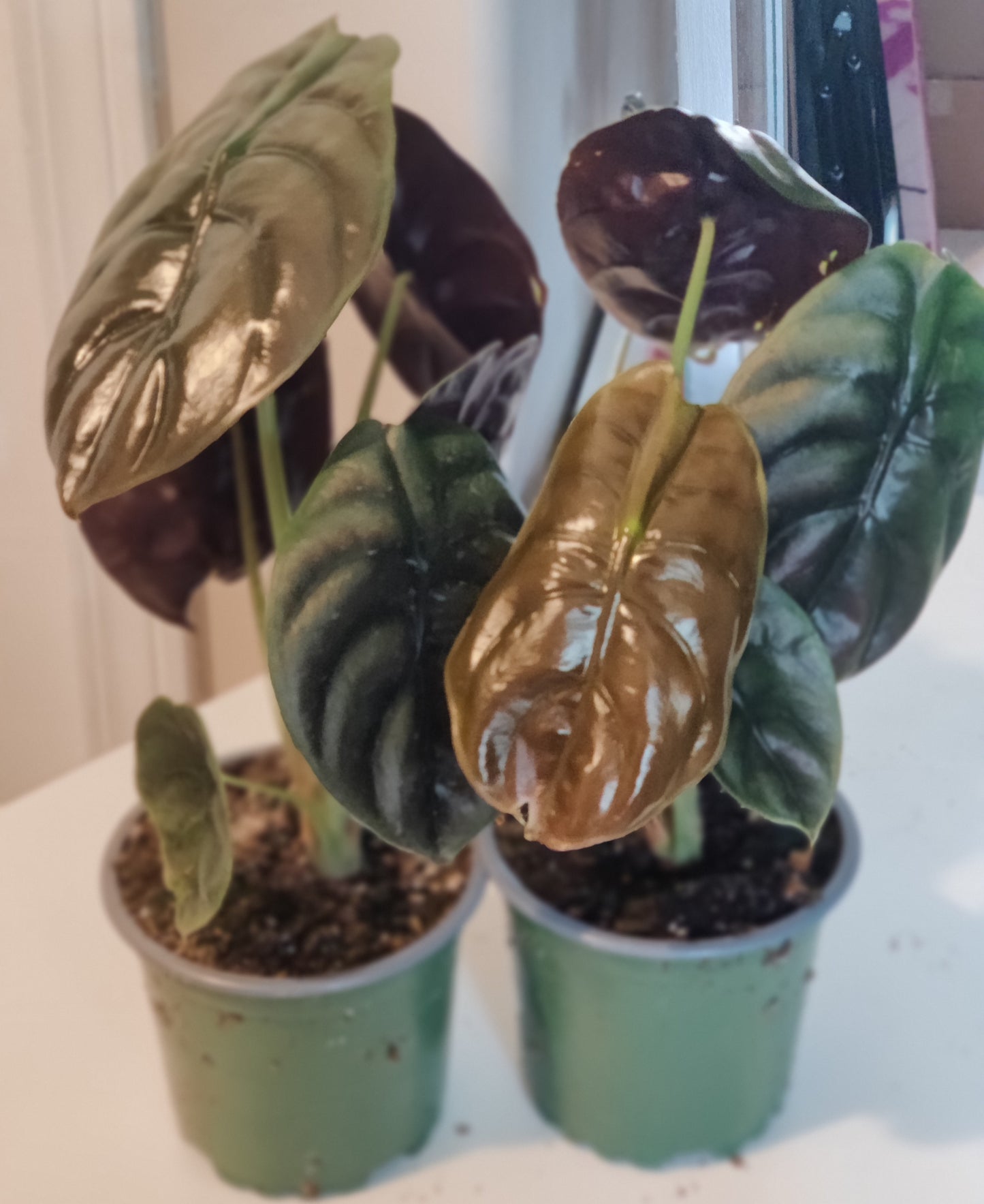 Alocasia Red Secret