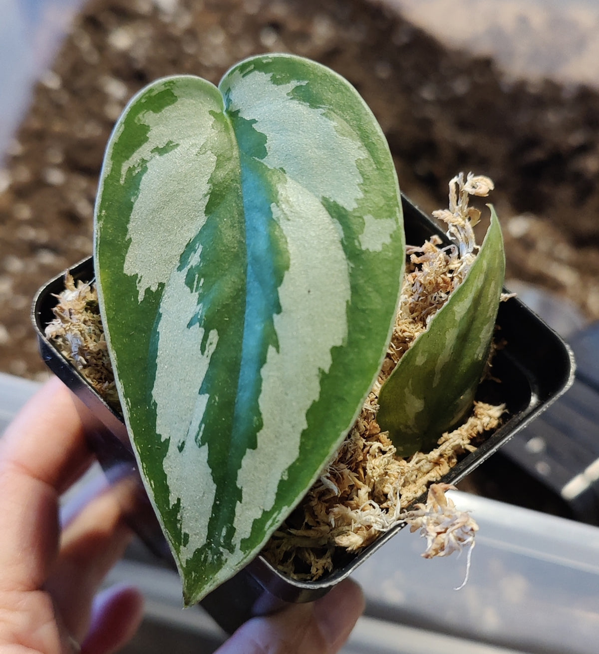Scindpsus Silver Princess Indo