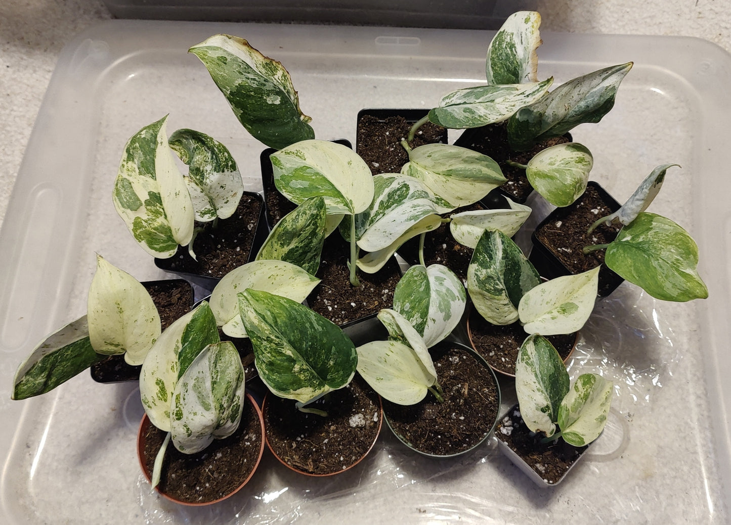 Scindpsus Variegated Dark Splash Propagation