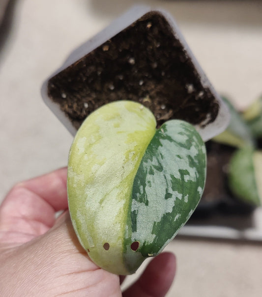 Scindapsus Maharlika Propagation