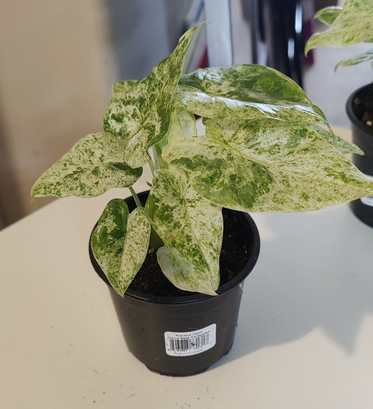 Alocasia Odora Batik Variegated